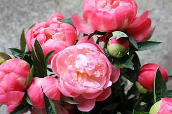 Bright beautiful flowers peonies HD wallpaper