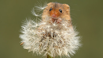 Mouse, small animal, cute rodent, nature graphy HD wallpaper