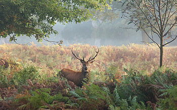 Animals, Trees, Grass, Summer, Stroll, Deer HD wallpaper