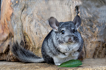 Chinchilla childhood memories, Surprise mammal discovery, Fascinating tarantula tale, Curious creatures HD wallpaper