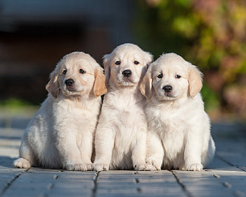 Animal, Golden Retriever, Dog, Puppy, Dogs HD wallpaper