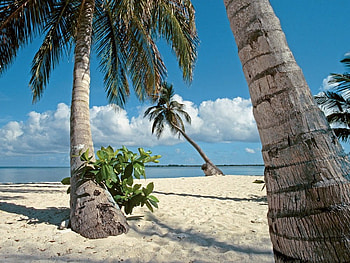 Relaxation, trees, sand, beaches, beach HD wallpaper