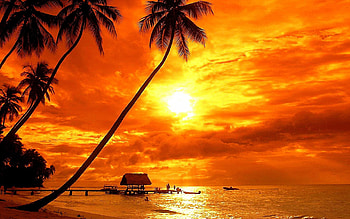 Aruba Island, Tropical sunset, Palm tree paradise, Beach bliss HD wallpaper