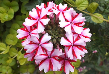 ***, other, nature, flowers, spring HD wallpaper