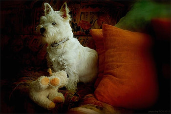 puppy, animal, dog, toy, pet, pillow HD wallpaper