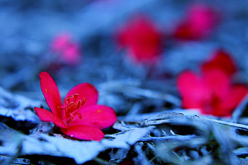spots of red, blue, nature, flowers, red HD wallpaper
