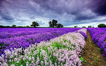 Brewing Up A Storm, Storm, Lavender, Flowers, Sky, Clouds HD wallpaper