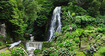 Forest waterfall, trees, waterfall, greenery, beautiful, forest HD wallpaper