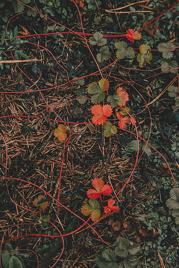 Nature, Grass, Autumn, Leaves, Forest HD phone wallpaper