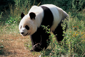 Animals, Grass, Bear, Panda HD wallpaper