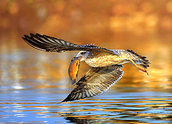 Bird w Fish, cool, fish, bird HD wallpaper