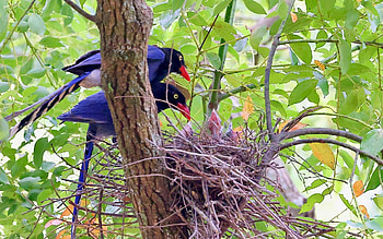 Taiwan Magpies, birds, magpies, family, nest HD wallpaper