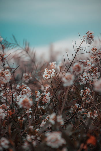 Captivating dreamy field with delicate blossoms and soft focus. HD phone wallpaper
