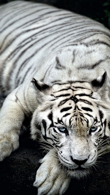 Tiger , White Tigers, Animal HD phone wallpaper