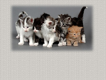 Cute kittens, sweet, baby, kitten, cat HD wallpaper