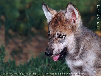 Tristain As a Baby Wolf, grey wolves, wolves, baby wolves, wildlife, cute wolf pups, nature HD wallpaper