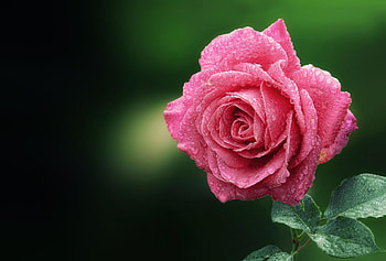 Flowers, Drops, Macro, Rose Flower, Rose, Dew HD wallpaper