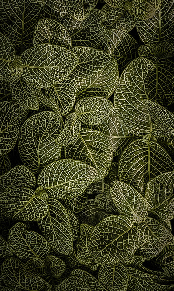 Nature, Leaves, View From Above, Stem, Stalk HD phone wallpaper