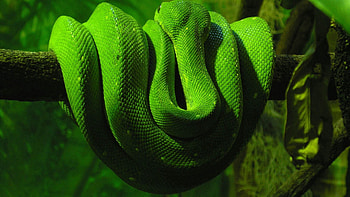 Animals, To Lie Down, Lie, Branch, Reptile, Green Snake HD wallpaper