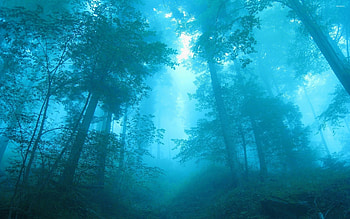 Blue light in the foggy forest HD wallpaper