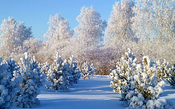 Winter, Nature, Trees, Snow, Frost, Hoarfrost, Gray Hair, Drifts, Teen, Young Growth, Ate, Cover HD wallpaper