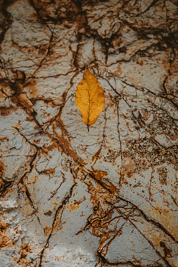 Autumn, Rock, Macro, Stone, Dry, Leaflet HD phone wallpaper