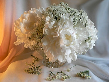 Soft white flowers, soft, white, nature, flowers HD wallpaper