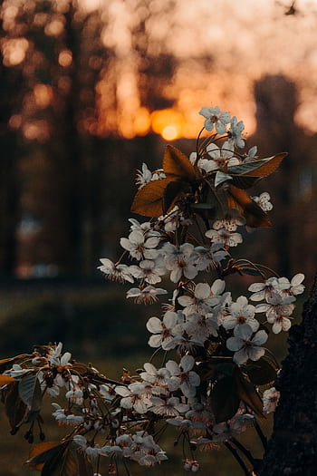 Beautiful cherry blossoms set against a warm autumn sunset outdoors. HD phone wallpaper