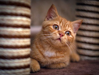 Cat, kitten, tiger, kitty, cats, cute, beautiful, paws, cat face, pretty, face, lovely HD wallpaper