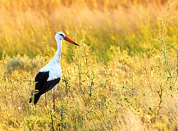 Big Bird, beautiful, big, bird HD wallpaper