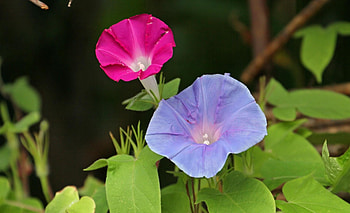 Flowers, Bindweed, Close-Up, Greens, Morning Glory, Ipme HD wallpaper