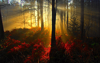 AUTUMN MORNING LIGHT, autumn, morning, sunrays, forest HD wallpaper