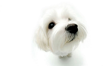 Hello!, animal, puppy, white, face, cute, caine HD wallpaper