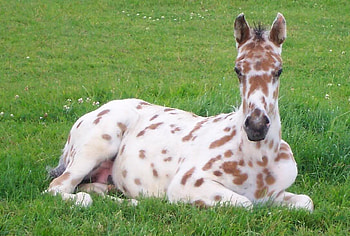 Knabstrupper Foal, horses, leopard, appaloosa, foal, danish, knabstrupper, spotted HD wallpaper