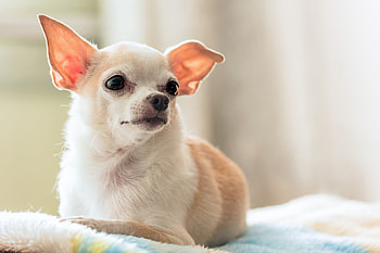 Chihuahua sings Star Wars, Internet sensation, Delights fans, Bark side HD wallpaper