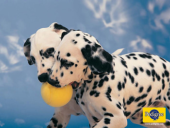 Hey, Gimme That! I Had It First!, dogs, yellow ball, dalmatians, animals HD wallpaper