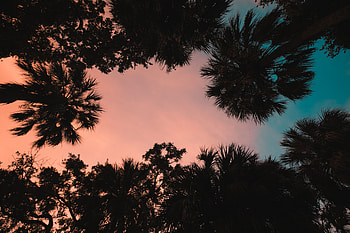 Nature, Sunset, Twilight, Palms, Dusk, Tropics, Bottom View HD wallpaper