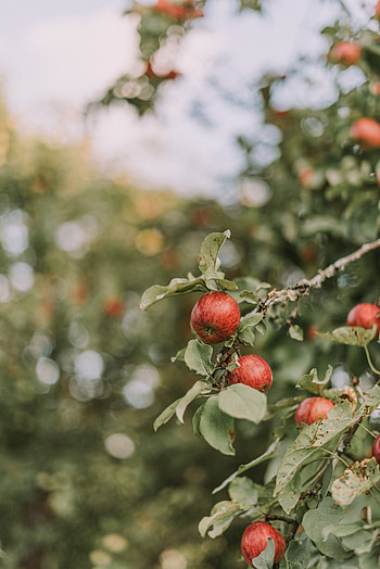 Leaves, Apples, Miscellanea, Miscellaneous, Branches, Ripe HD phone wallpaper