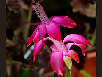 Beautiful Flower, cool, beautiful, , flower HD wallpaper