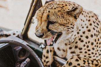 Animals, Leopard, Predator, Big Cat, Protruding Tongue, Tongue Stuck Out, Wild HD wallpaper