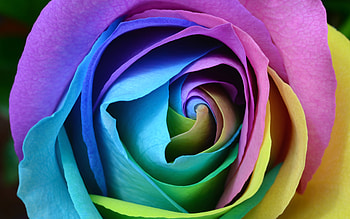 Colorful rose, flower, close up HD wallpaper