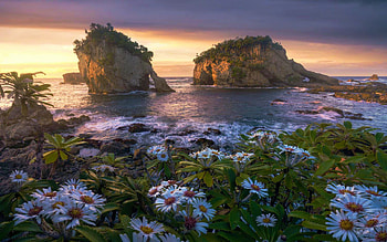 Life finds a way - Fiordland, New Zealand, sea, coast, blossoms, flowers, spring, rocks, sunset HD wallpaper