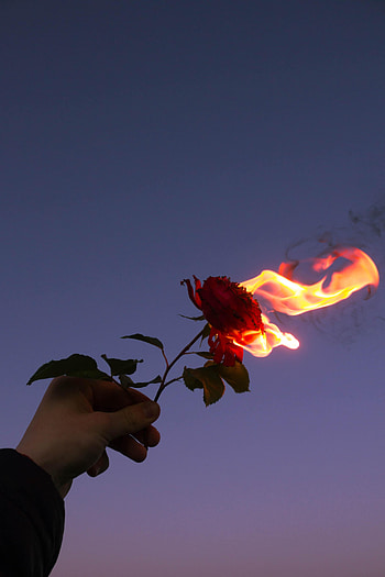 Fire, Flower, Hand, Flame, Miscellanea, Miscellaneous, Rose Flower, Rose HD phone wallpaper
