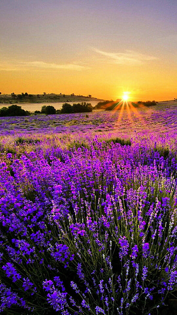 Lavender, Nature , Beautiful landscapes HD phone wallpaper