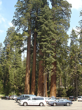 California's state tree, California releaf, Nature's wonder, Environmental protection HD phone wallpaper