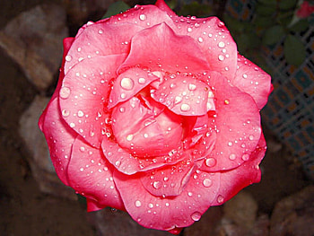 Delicate Beauty, Water droplets, Stunning, Gorgeous, Pink HD wallpaper