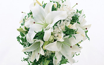 Plants, Flowers, Bouquets HD wallpaper