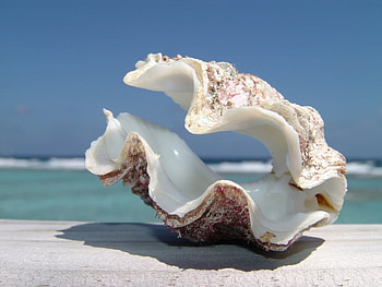 Background, Shells HD wallpaper