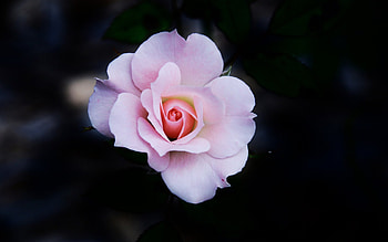 Plants, Flowers HD wallpaper