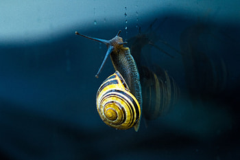 Macro, Spiral, Snail, Sink, Clam, Mollusc HD wallpaper